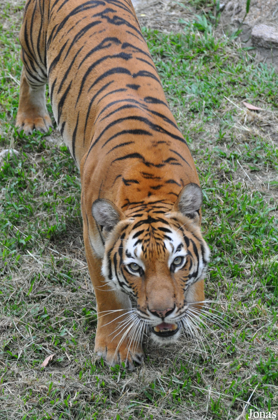 Panthera tigris jacksoni