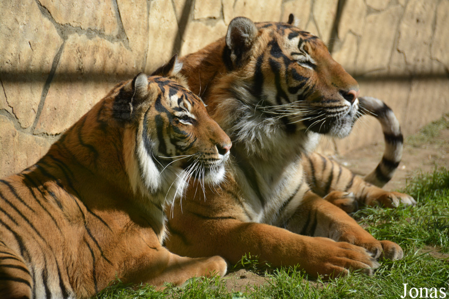 Panthera tigris jacksoni