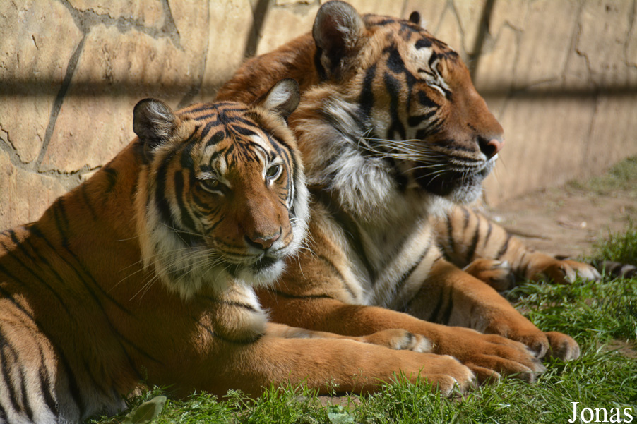 Panthera tigris jacksoni
