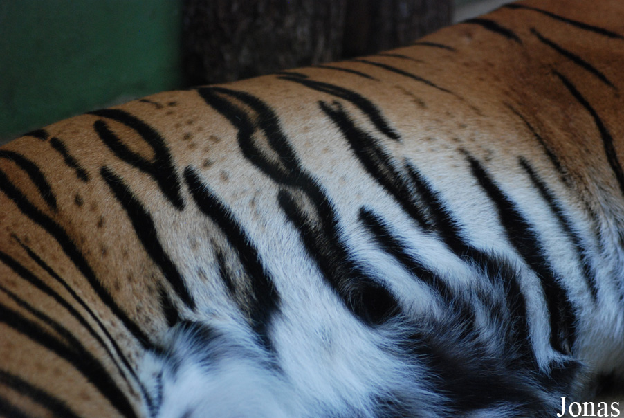 Panthera tigris jacksoni