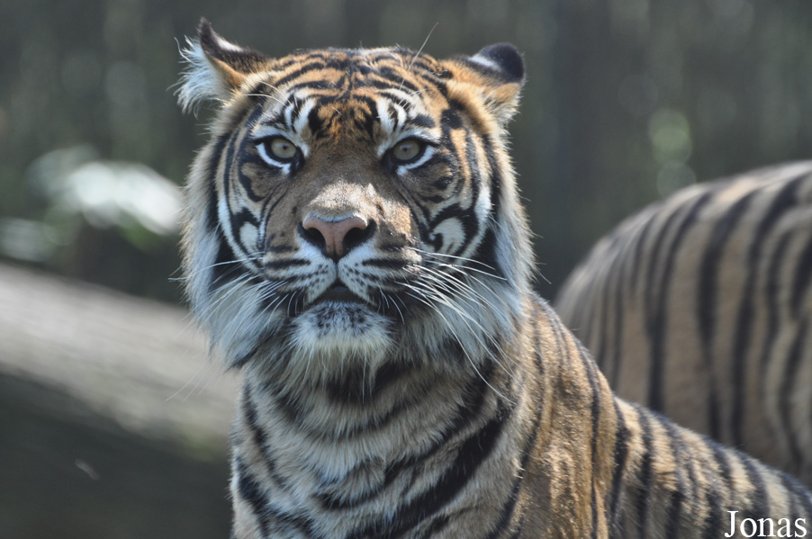 Panthera tigris sumatrae