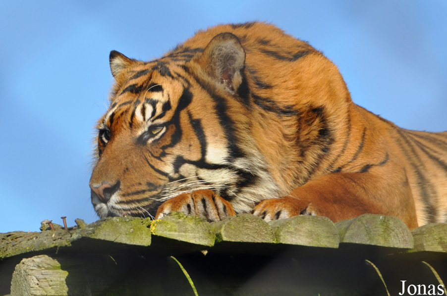 Panthera tigris sumatrae