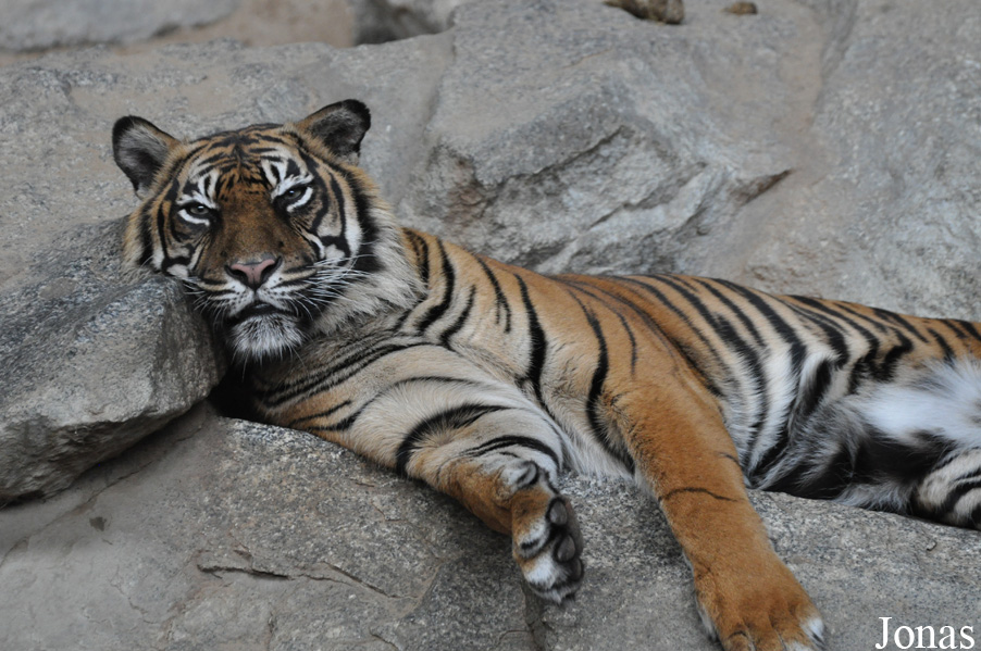 Panthera tigris sumatrae