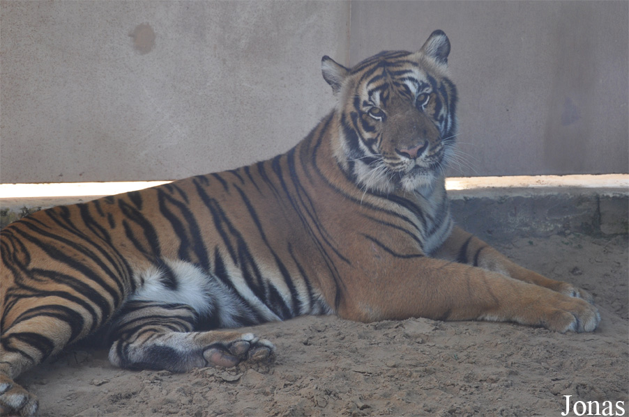 Panthera tigris tigris