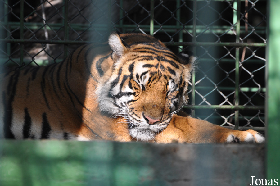 Panthera tigris tigris