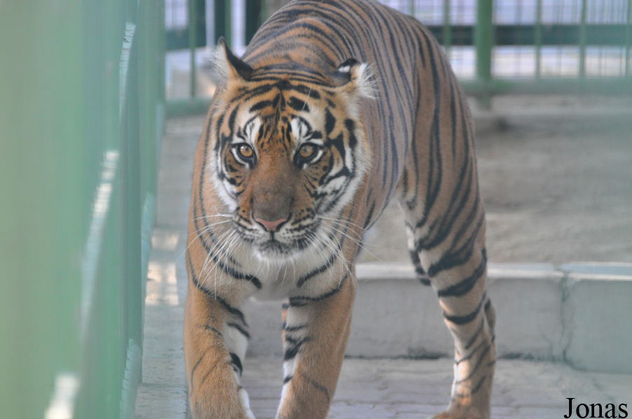 Panthera tigris tigris