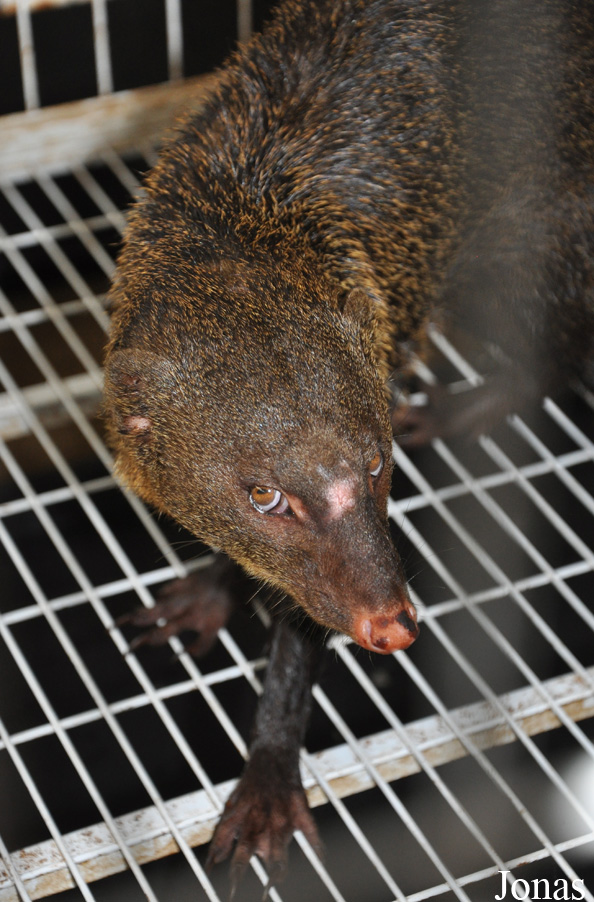 Herpestes brachyurus