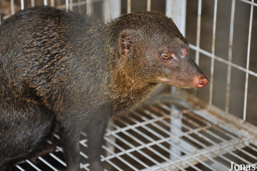 Herpestes brachyurus