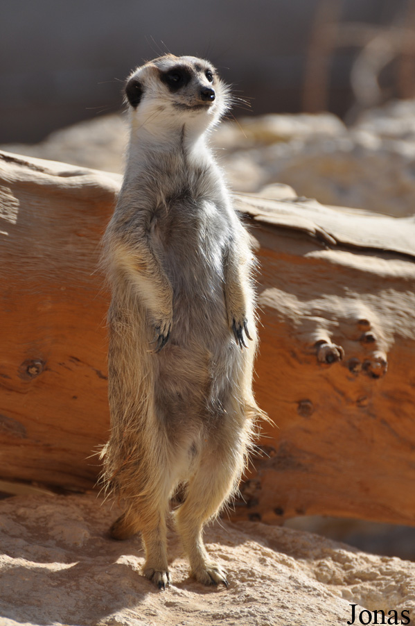 Suricata suricatta