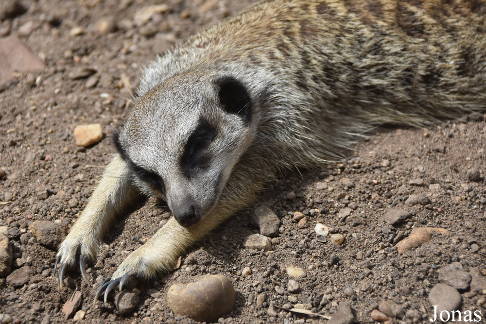 Suricata suricatta