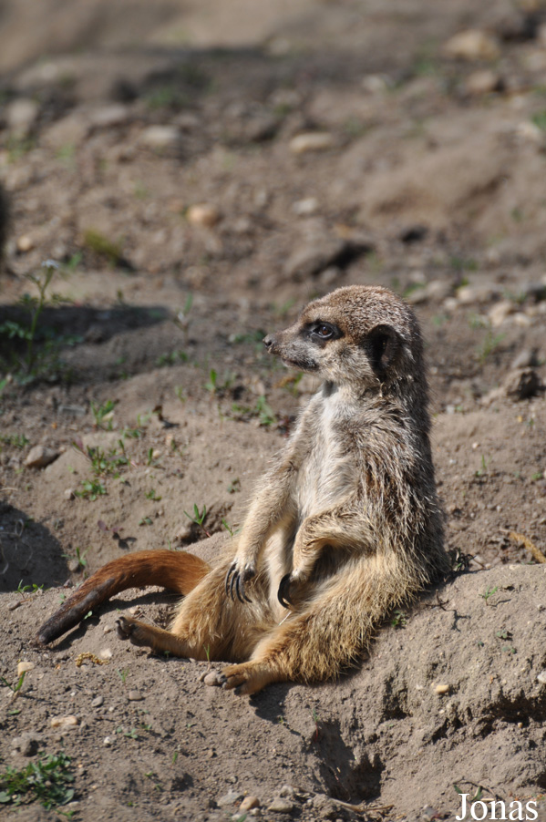 Suricata suricatta