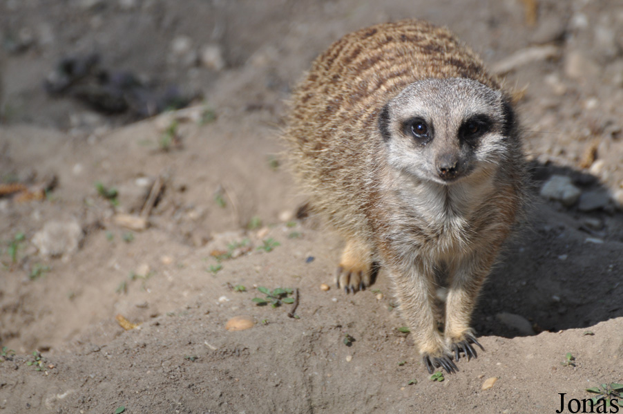 Suricata suricatta