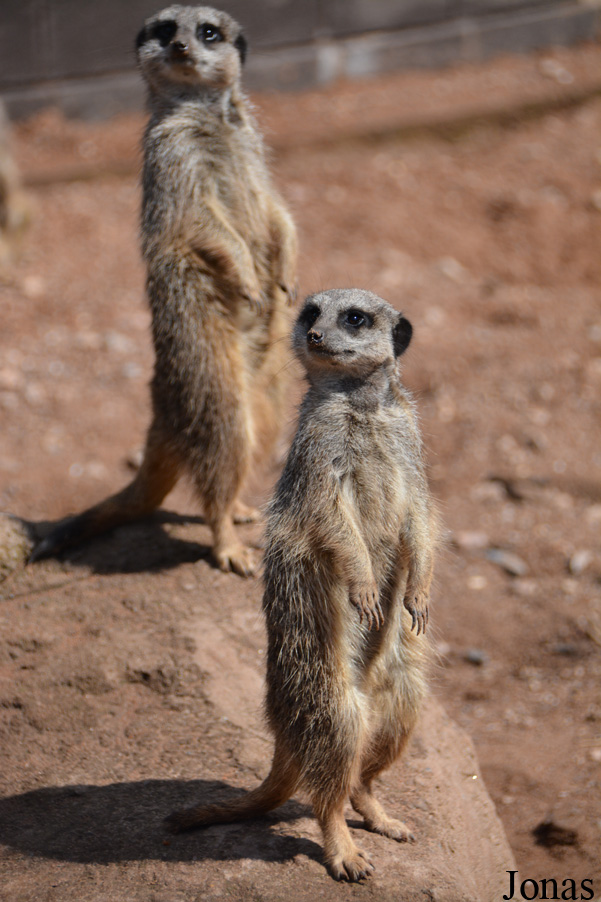 Suricata suricatta
