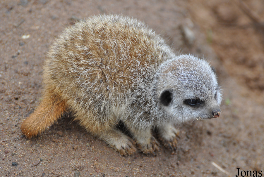 Suricata suricatta
