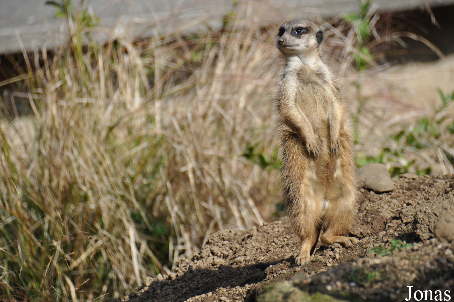 Suricata suricatta