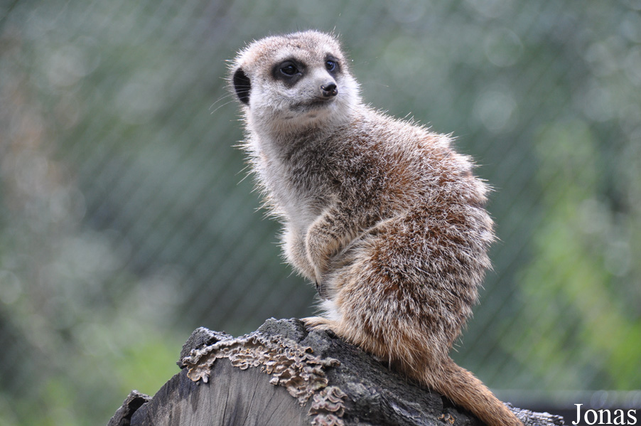 Suricata suricatta