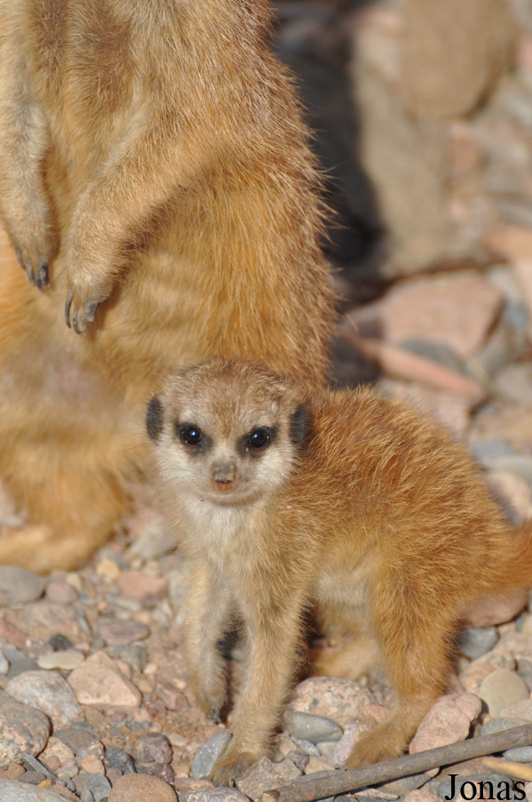 Suricata suricatta