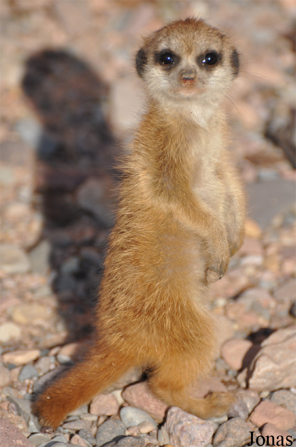Suricata suricatta