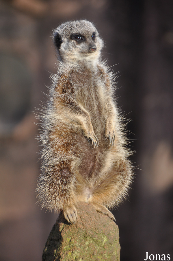 Suricata suricatta