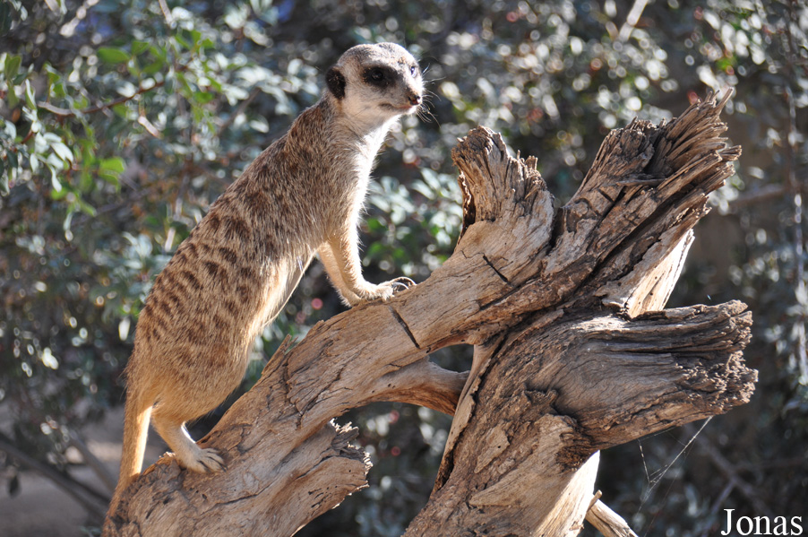 Suricata suricatta