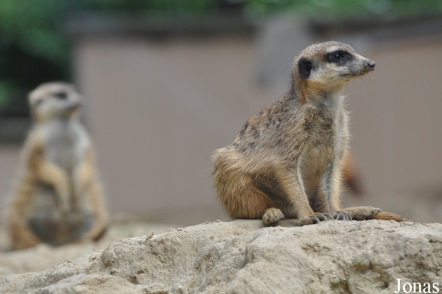 Suricata suricatta