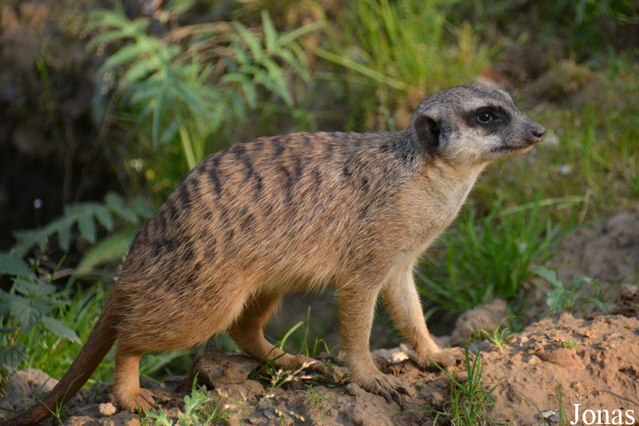 Suricata suricatta