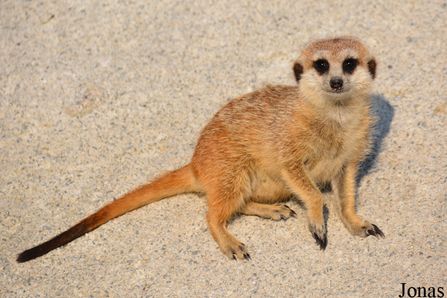 Suricata suricatta