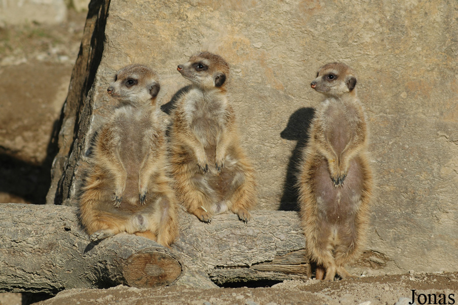 Suricata suricatta