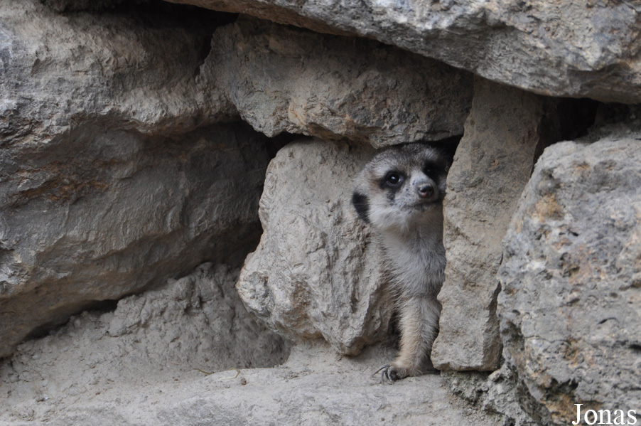Suricata suricatta