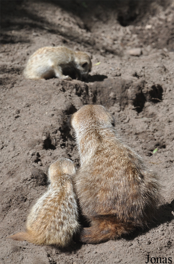 Suricata suricatta