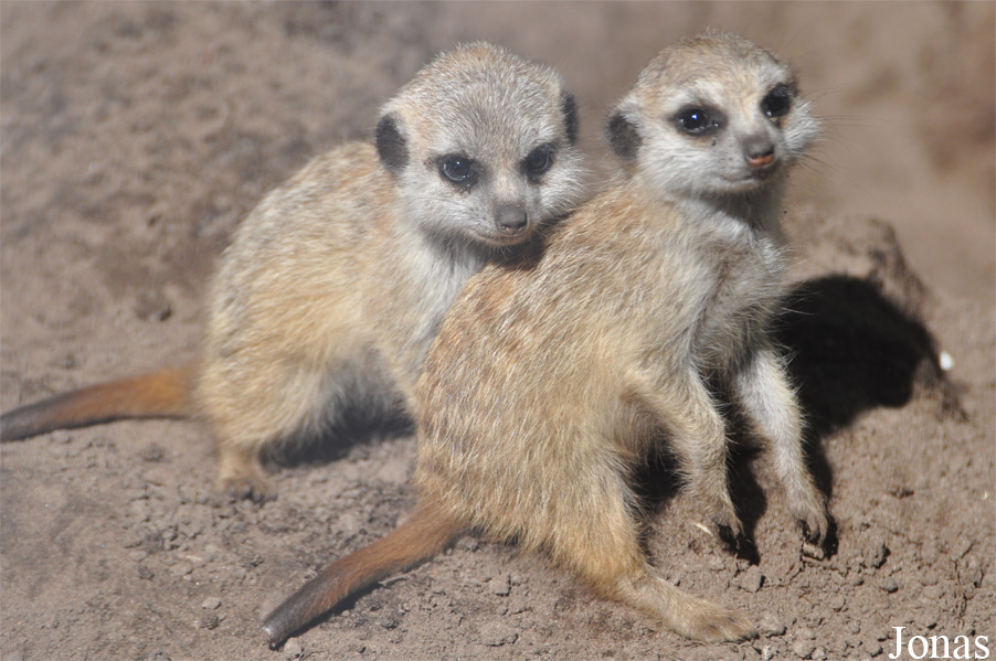 Suricata suricatta