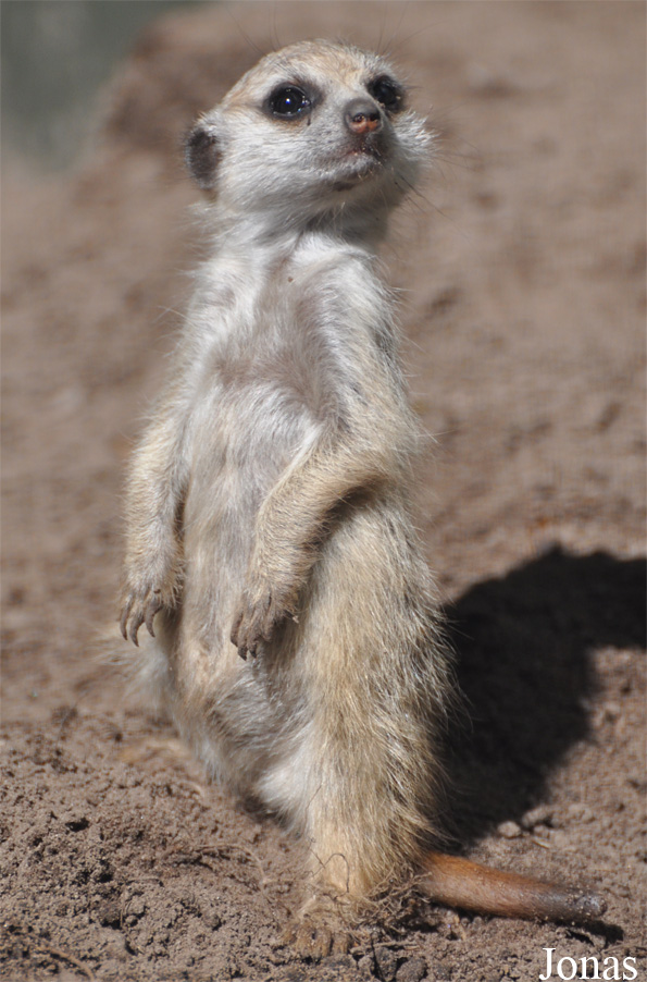 Suricata suricatta