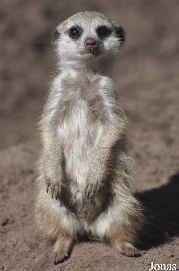 Suricata suricatta