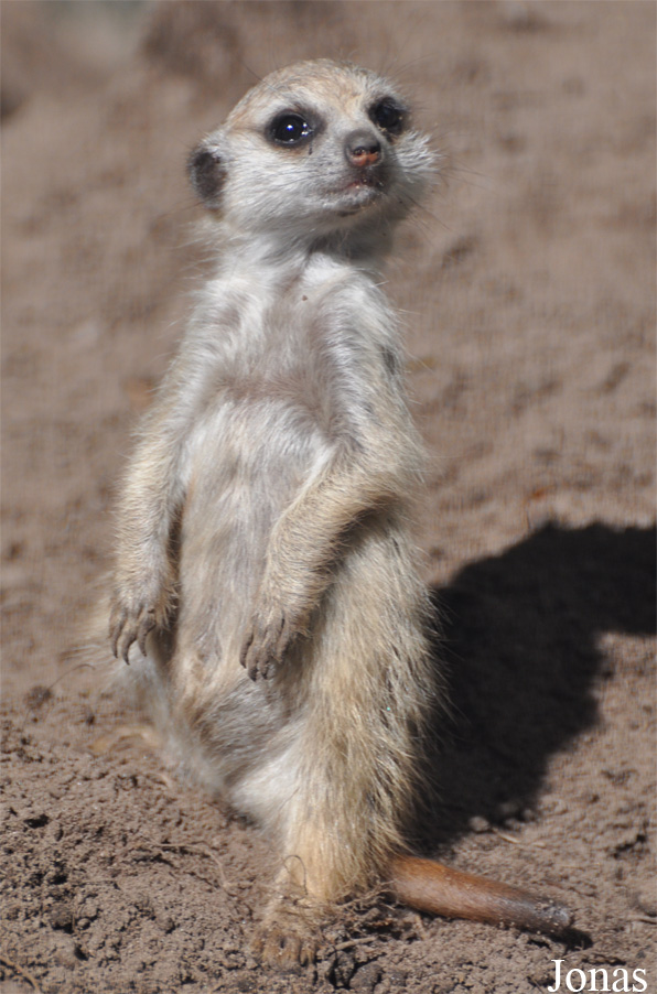 Suricata suricatta
