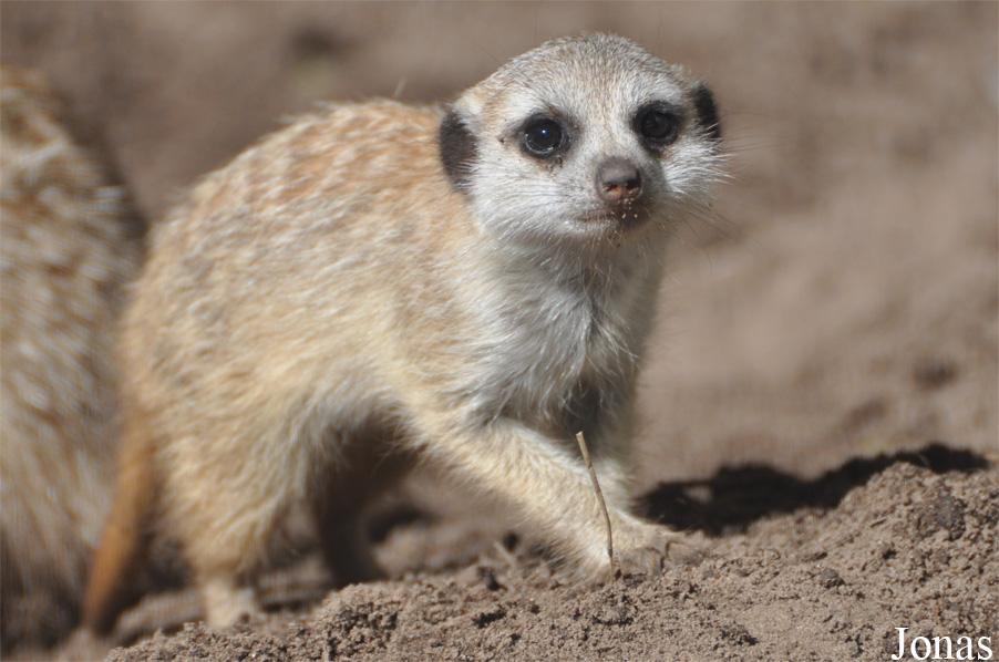 Suricata suricatta