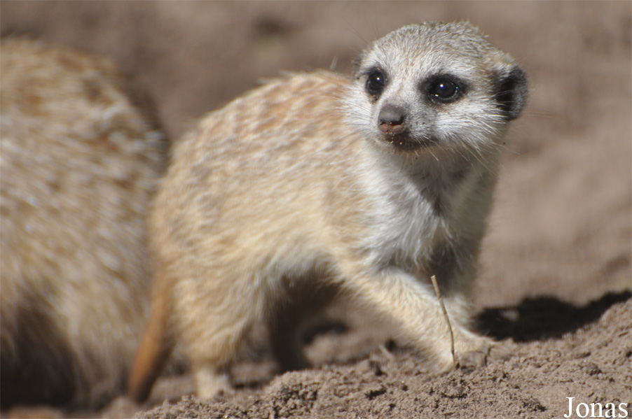Suricata suricatta