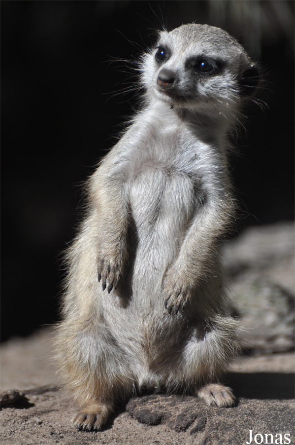 Suricata suricatta