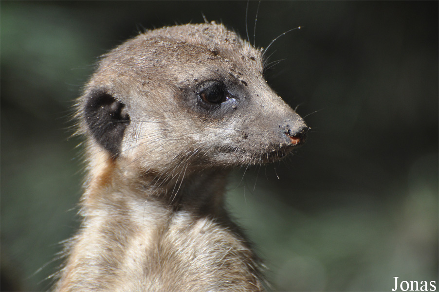 Suricata suricatta