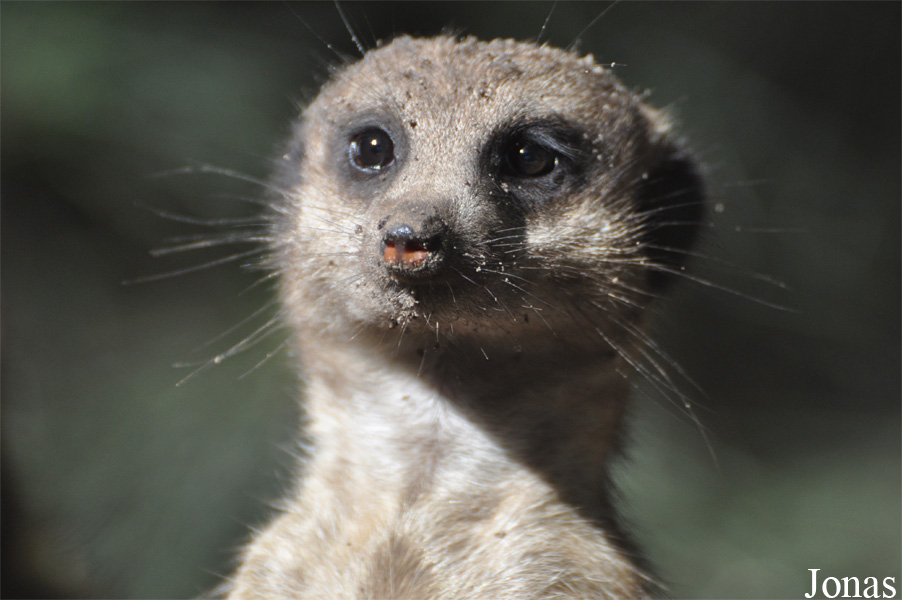 Suricata suricatta