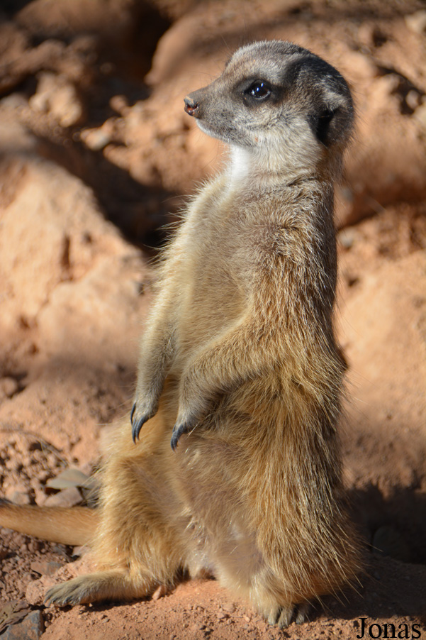 Suricata suricatta