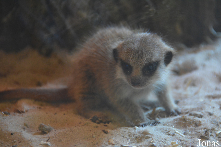 Suricata suricatta
