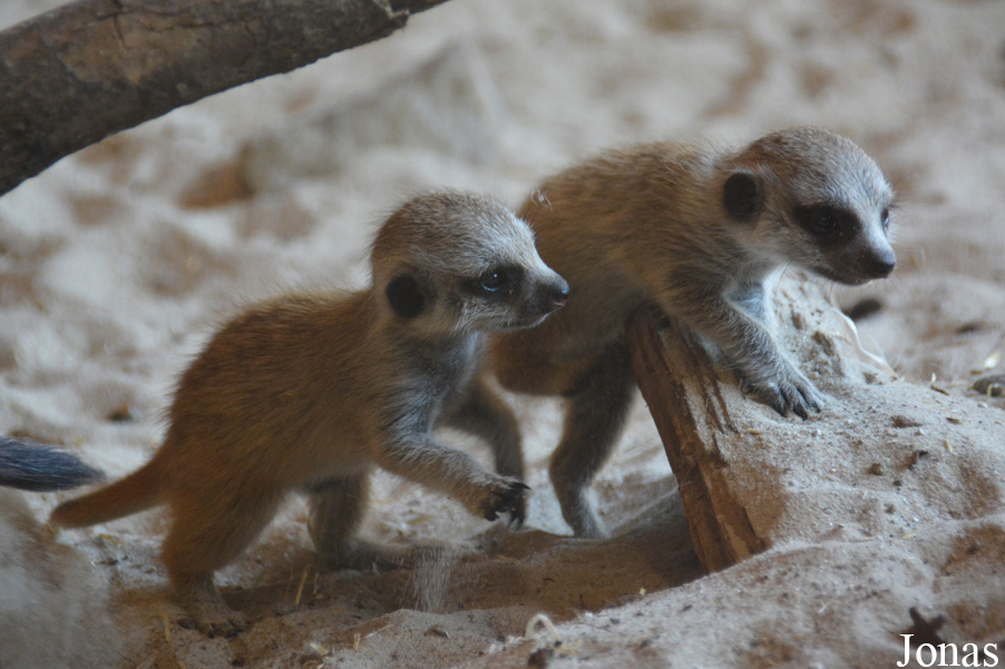 Suricata suricatta