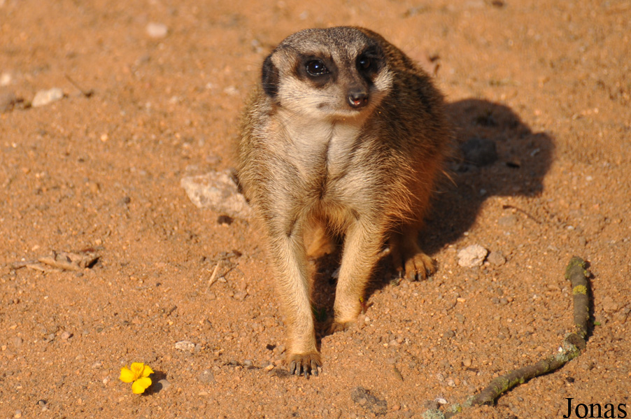 Suricata suricatta