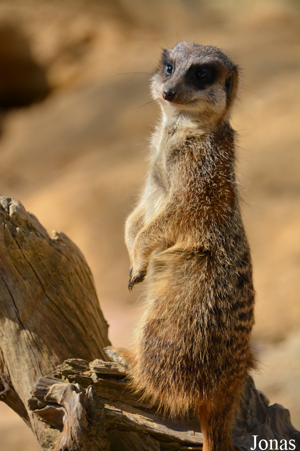 Suricata suricatta