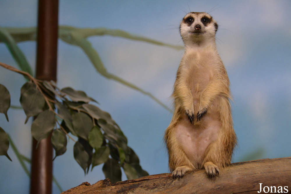 Suricata suricatta