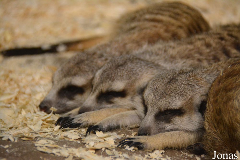 Suricata suricatta
