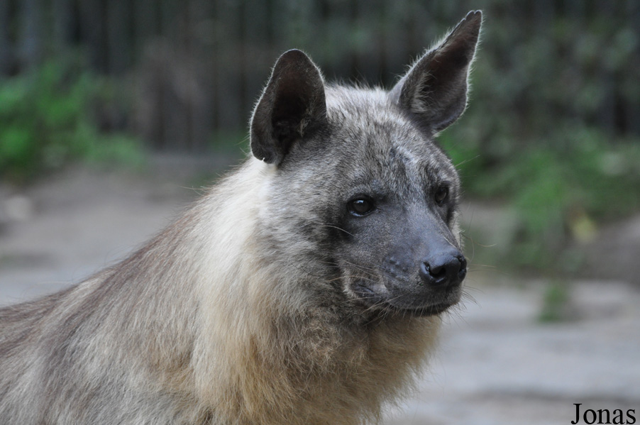 Hyaena brunnea