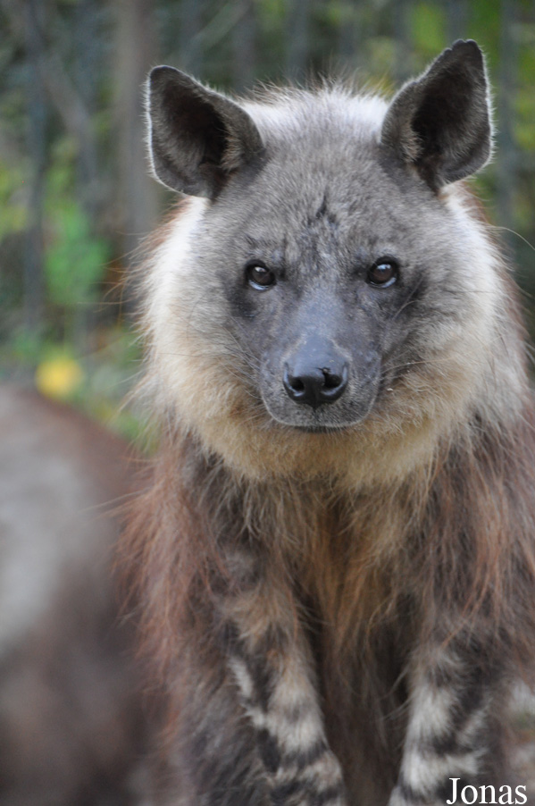 Hyaena brunnea