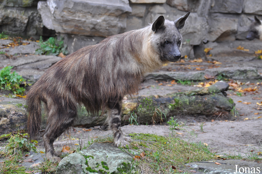 Hyaena brunnea