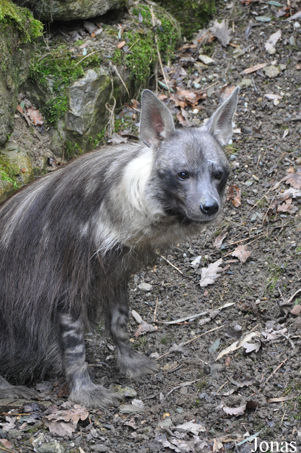 Hyaena brunnea